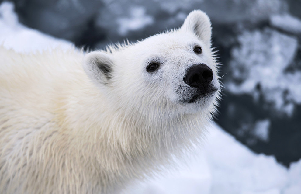Нейросеть насчитала почти 180 белых медведей в якутском заповеднике