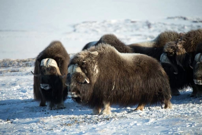 Численность овцебыков выросла до 6,5 тысяч особей в арктических районах Якутии