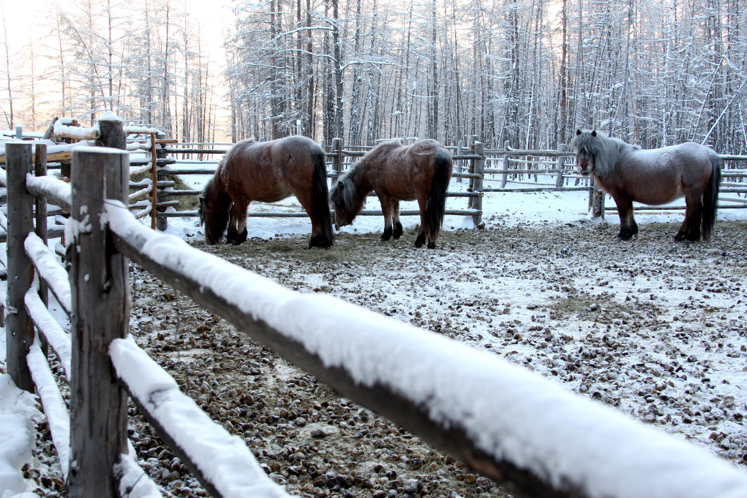 Зимовка скота и лошадей в Якутии проходит в штатном режиме
