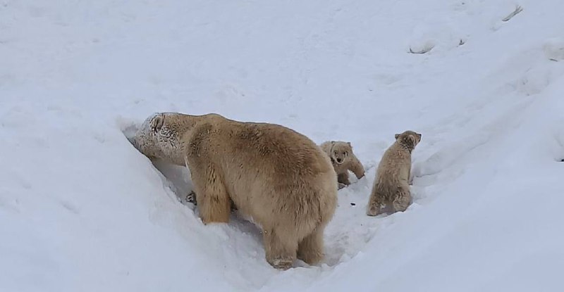 Якутяне могут принять участие в выборе имен для детенышей белой медведицы Колыманы