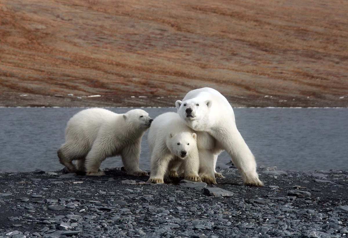 Сеть экспедиционных баз установят в заповеднике «Медвежьи острова» в Якутии