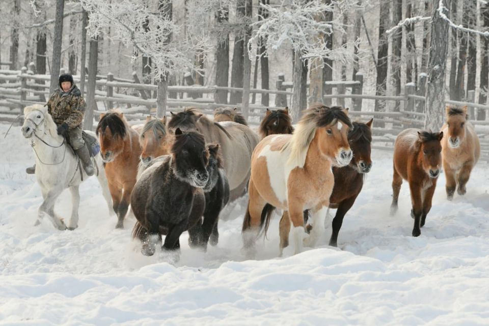 Источник защиты от радиации и атеросклероза: Чем уникальна якутская лошадь