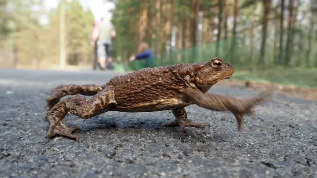 Волонтеры помогают жабам переходить дорогу в петербуржском заказнике