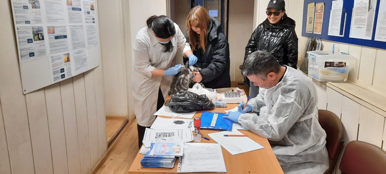 Более 480 кошек и собак вакцинировали против бешенства в рамках акции в Якутске