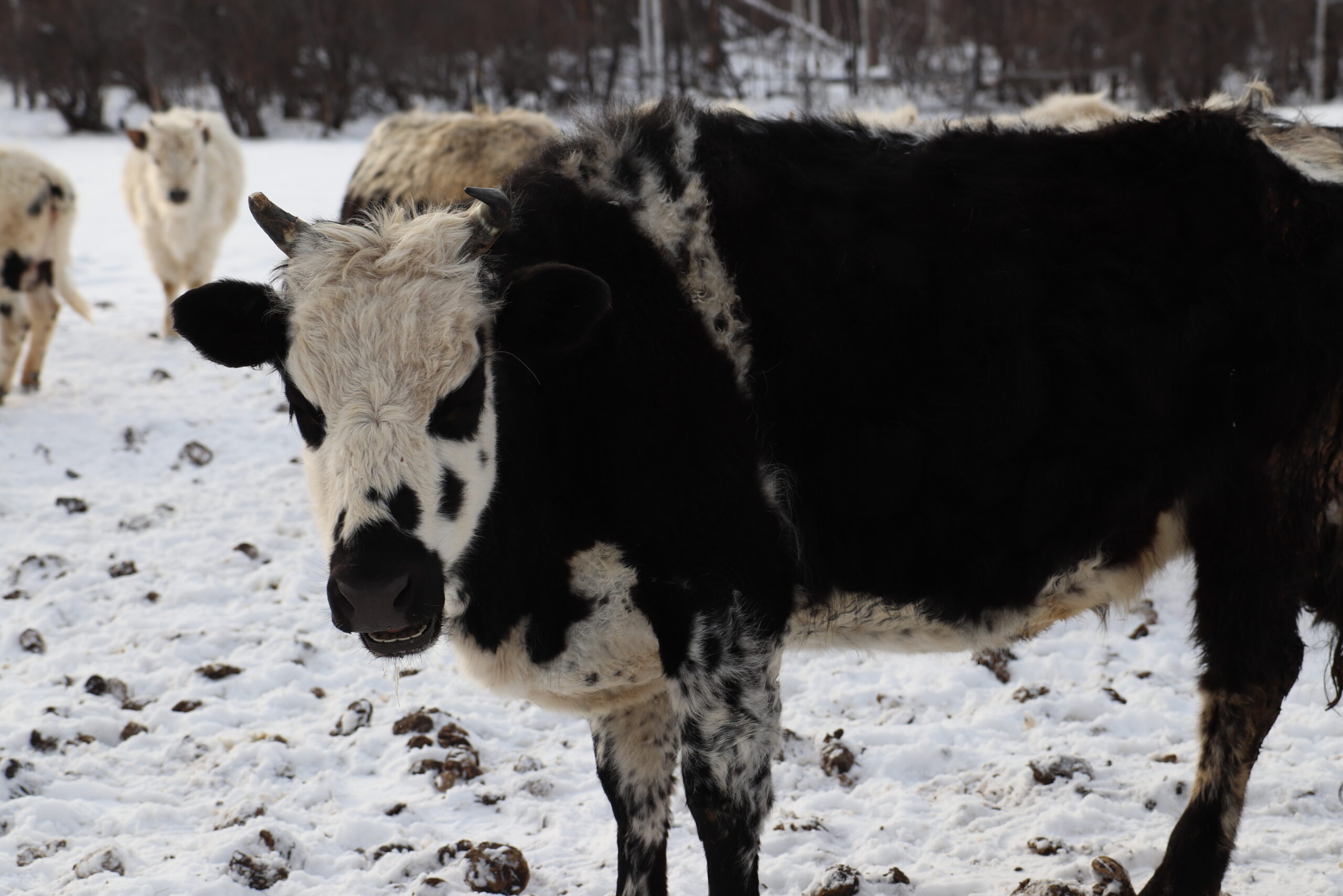 Якутский скот нарастил численность голов на 15% за пять лет