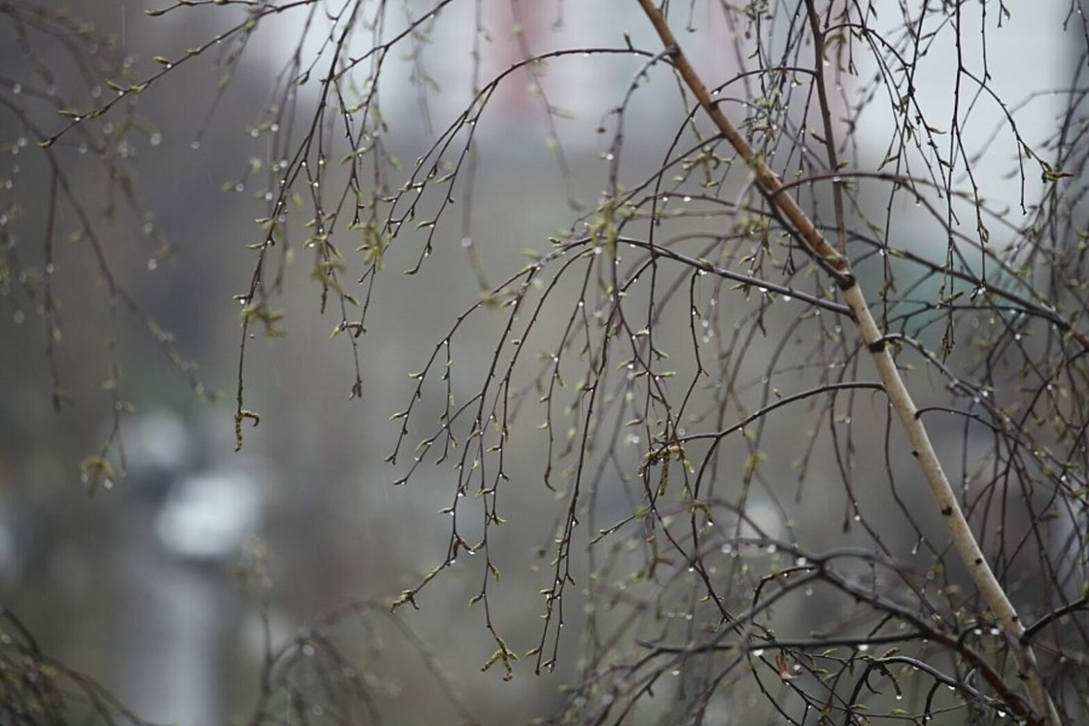 Мокрый снег ожидается в ряде районов Якутии 25 апреля