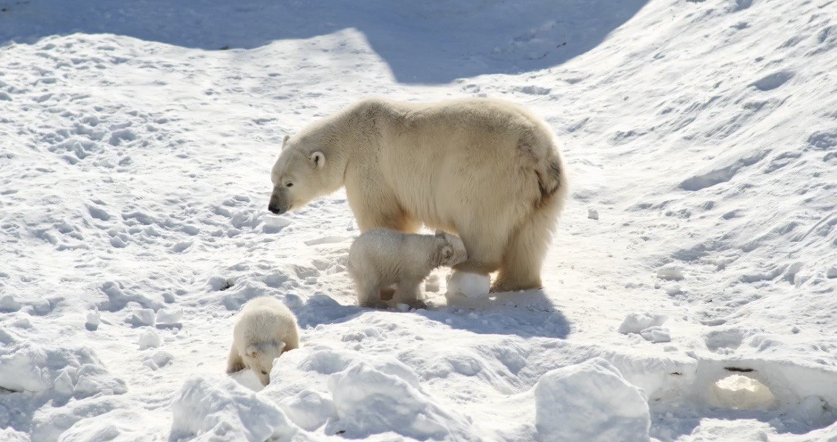 Вилюй и Яна: имена белых медвежат из зоопарка «Орто-Дойду» объявили на ВДНХ