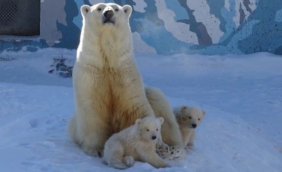 Имена белых медвежат из зоопарка «Орто Дойду» объявят на ВДНХ 13 апреля