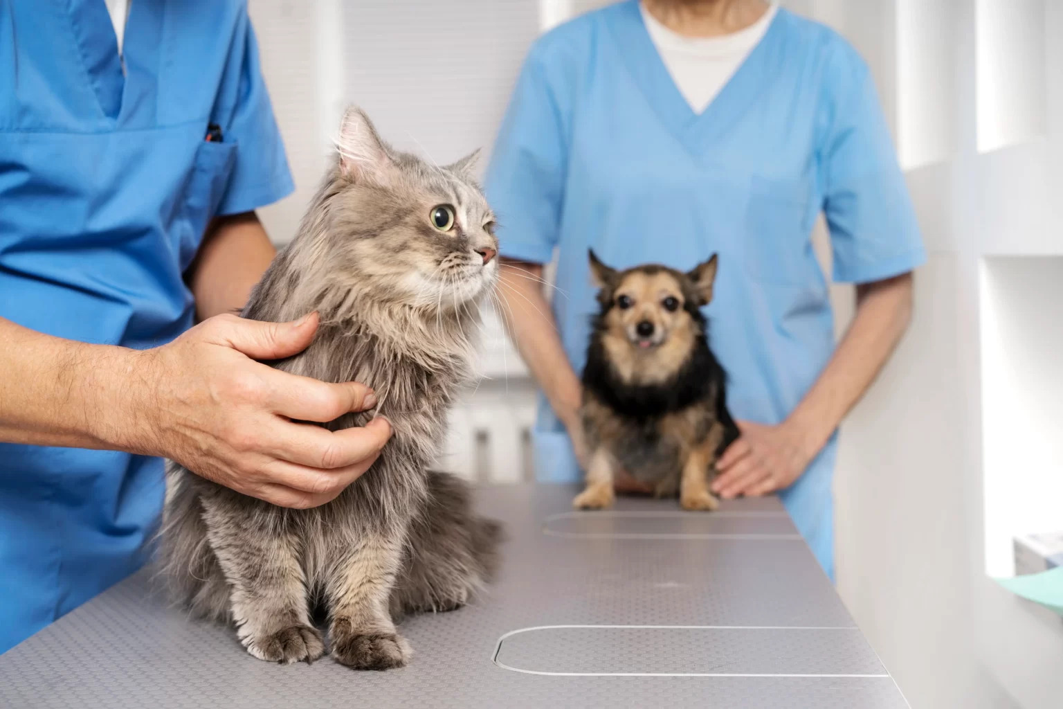 Кошек и собак бесплатно вакцинируют против бешенства в Якутске
