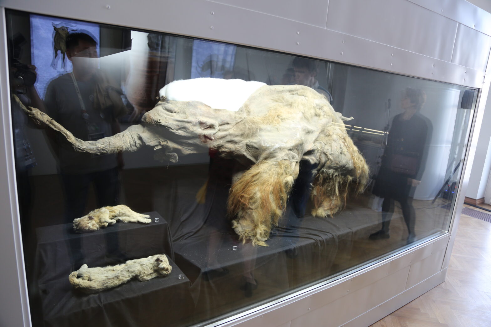 Ученые на выставке «Россия» рассказали об уникальности мамонтенка Юки из Якутии