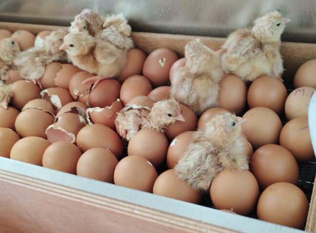 Ученики Батаринской СОШ якутского села Сымах вырастили 125 цыплят в инкубаторах