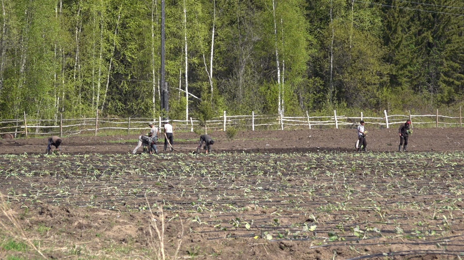 Сельские хозяйства Ленского района приступили к посевной кампании