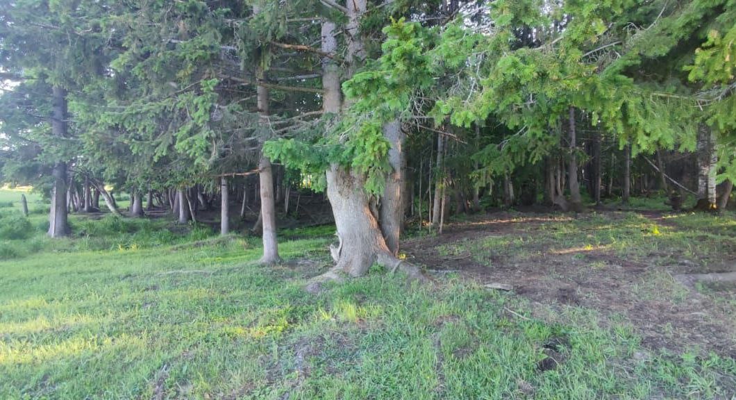 Потерявшегося ребенка в Мегино-Кангаласском районе нашли в лесу