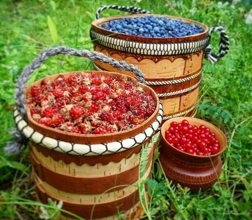 Сроки сбора ягод и плодов установили в Якутии