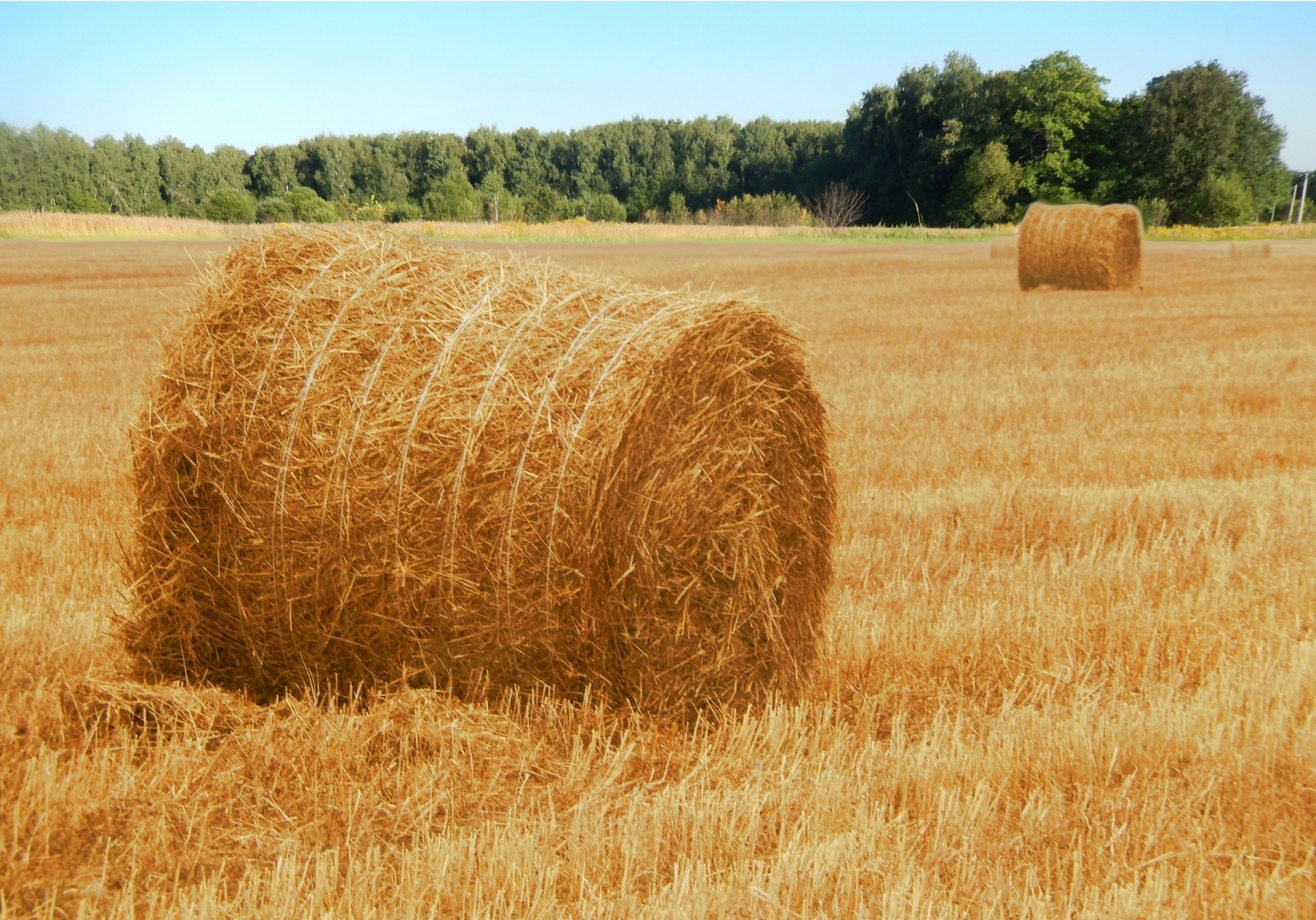 Более 400 тысяч тонн сена планируют заготовить в Якутии