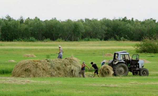 Более четырех тысяч звеньев задействованы в заготовке сена в Якутии